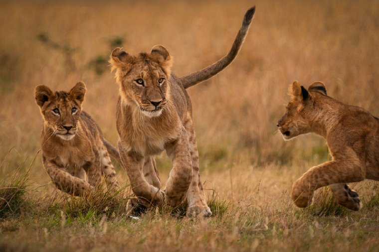070 Masai Mara.jpg